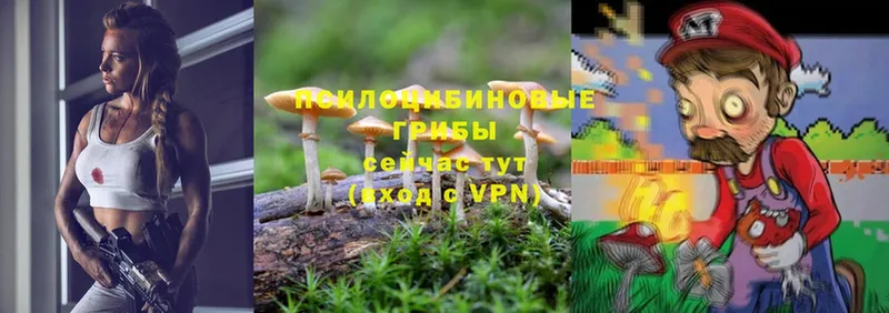 Псилоцибиновые грибы Psilocybine cubensis  Пятигорск 